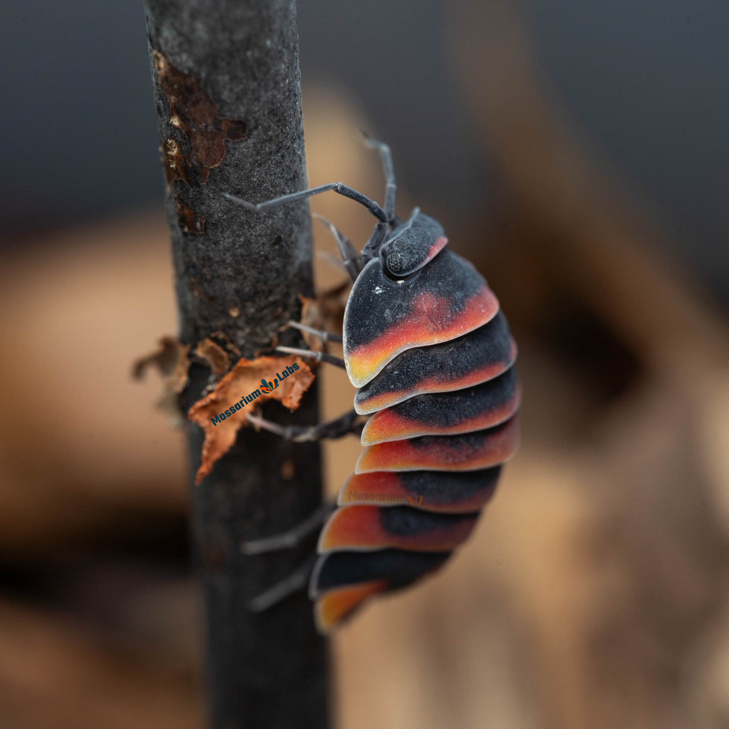 Ardentiella sp. Ember Bee Isopods Mossarium Labs