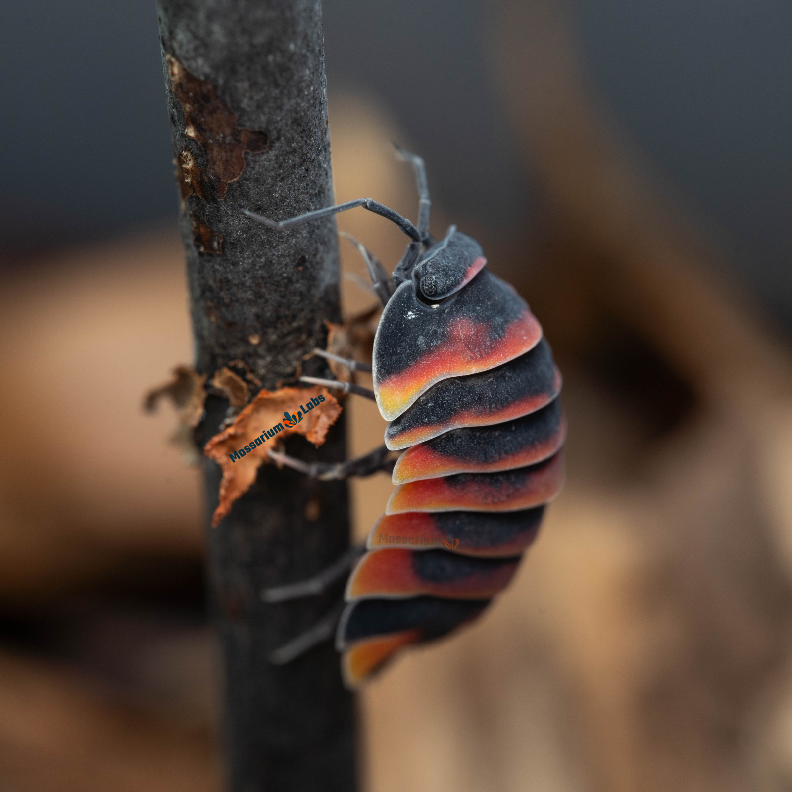 Ardentiella sp. Ember Bee Isopods Mossarium Labs