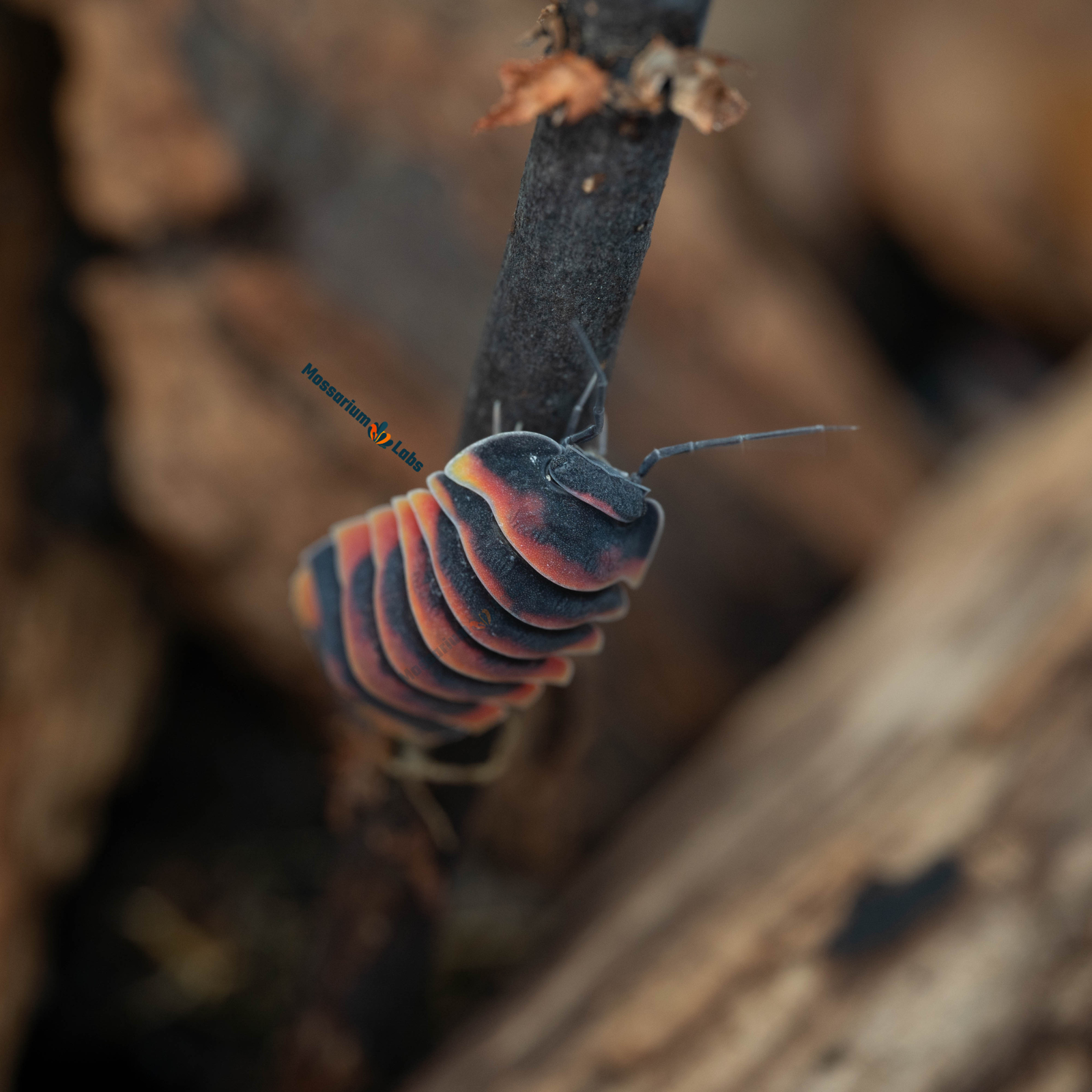 Ardentiella sp. Ember Bee Isopods Mossarium Labs