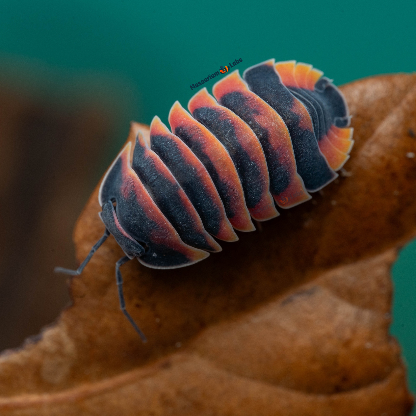 Ardentiella sp. Ember Bee Isopods Mossarium Labs