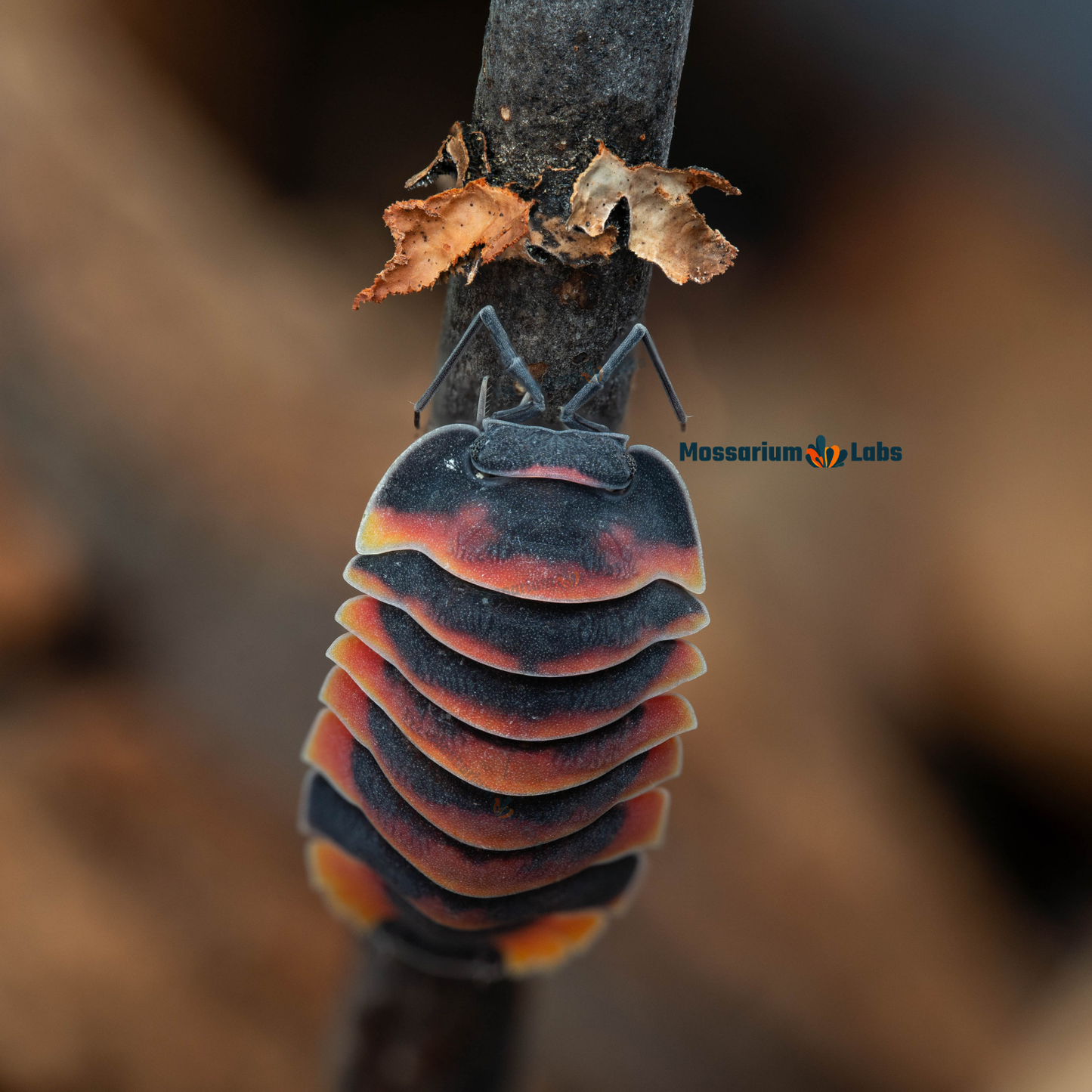 Ardentiella sp. Ember Bee Isopods Mossarium Labs