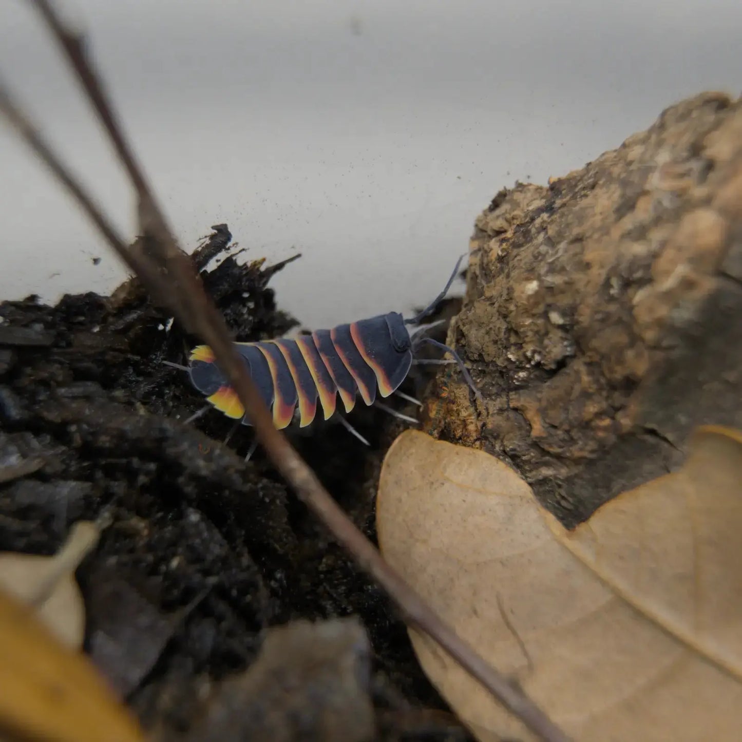 Ember Bee Isopod climbing from soil to wood.