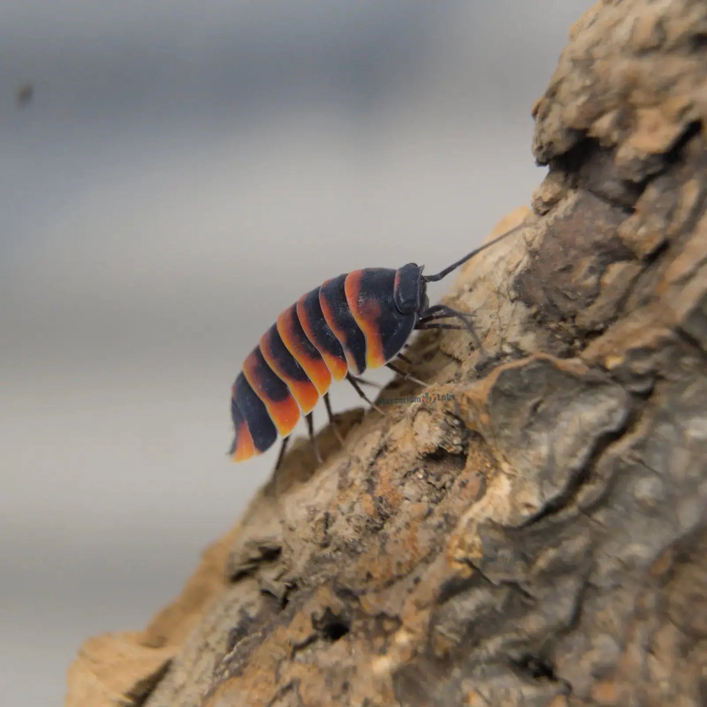 Ember Bee Isopod on stick.