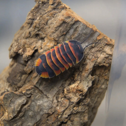 Ember Bee Isopod on bark.
