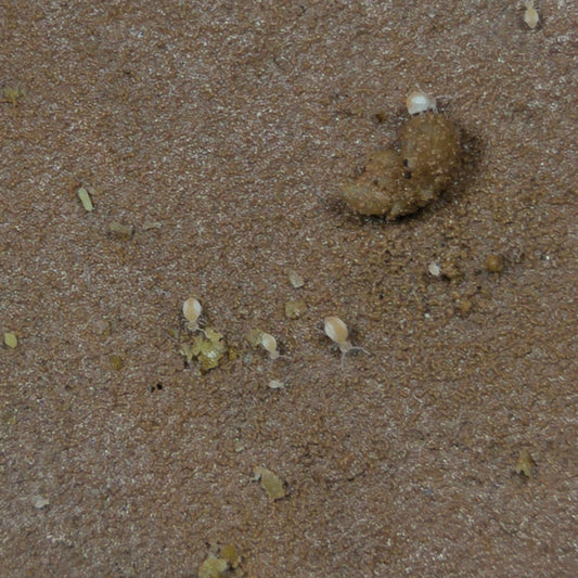 Globular Cave Springtails Arrhopalites Caecus On Clay Culture