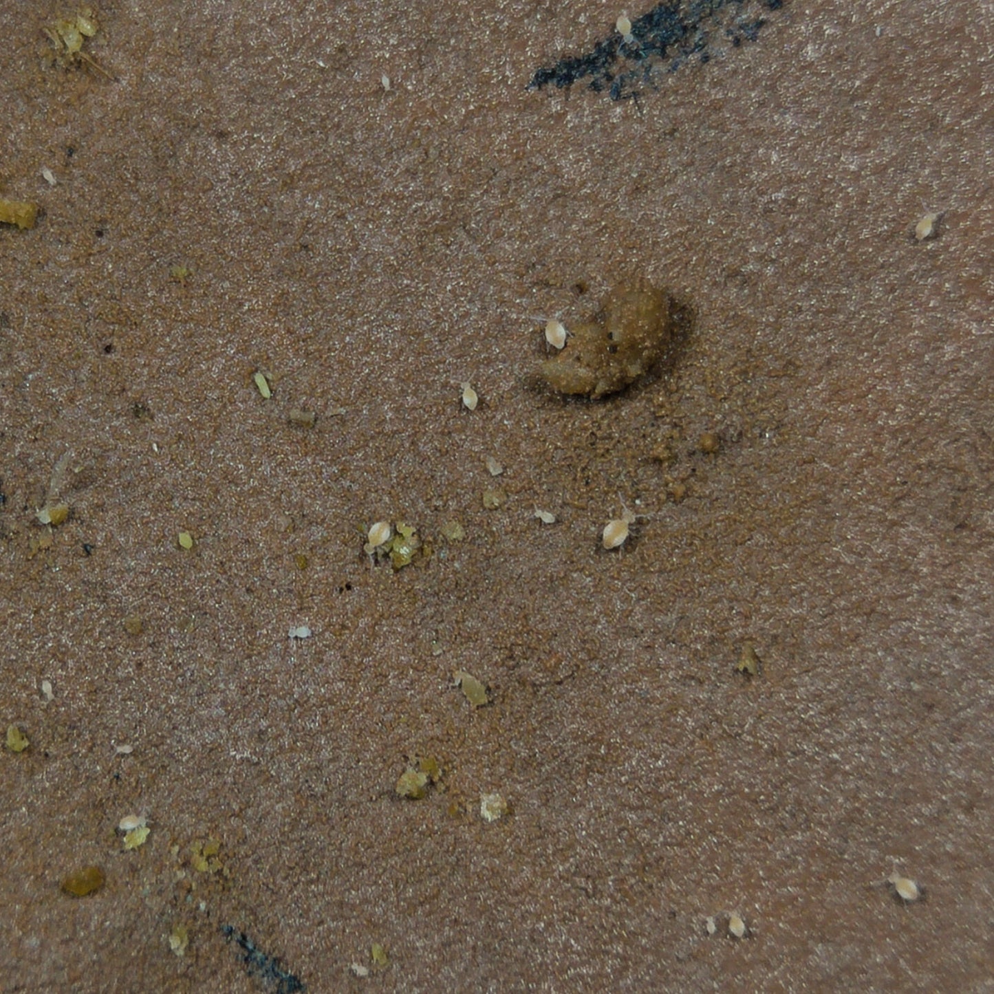 Globular Cave Springtails Arrhopalites Caecus On Clay Culture