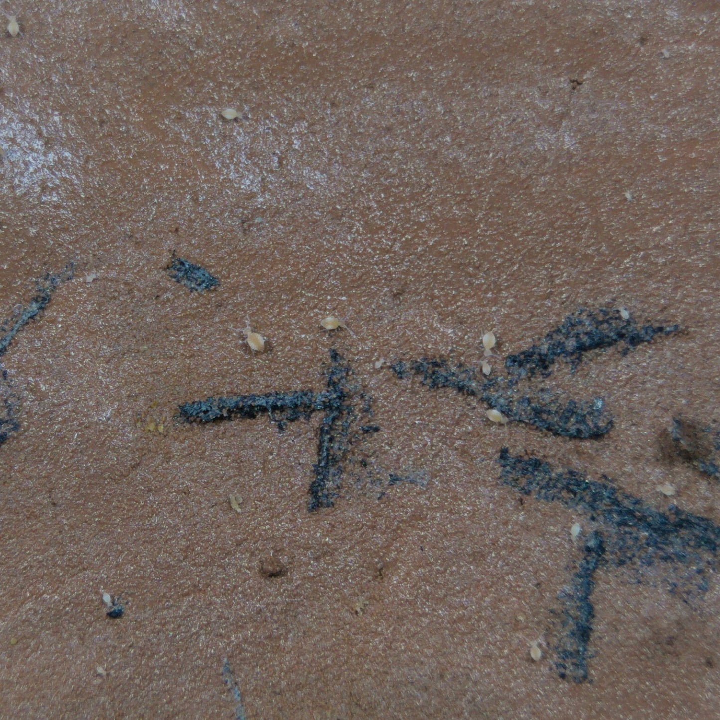 Globular Cave Springtails Arrhopalites Caecus On Clay Culture