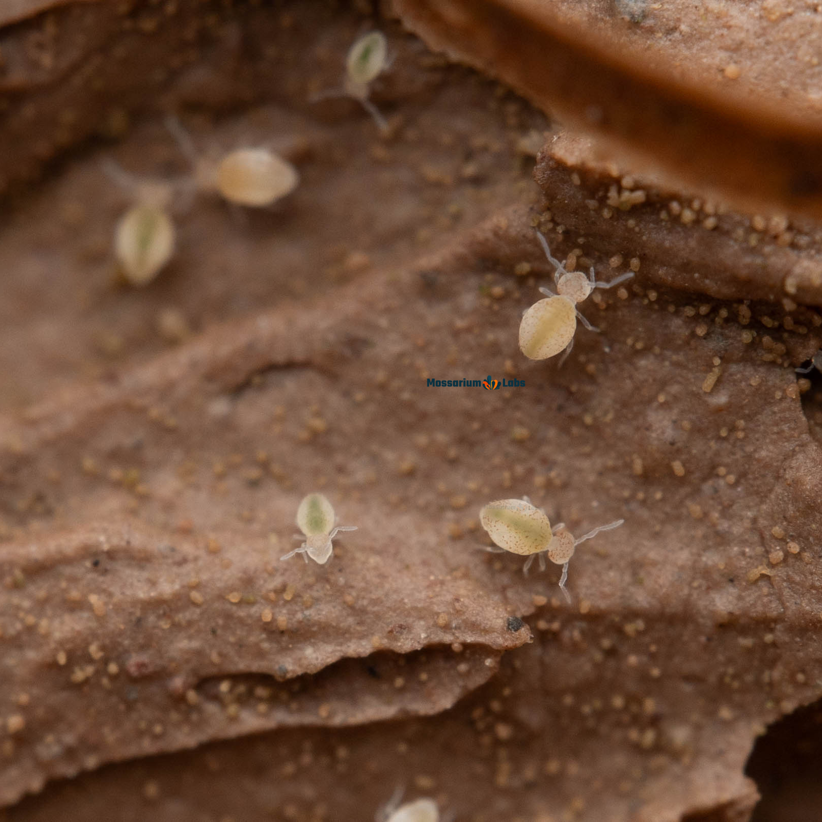 Globular Cave Springtails Arrhopalites Caecus On Clay Culture
