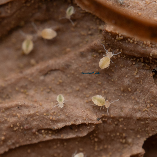 Globular Cave Springtails Arrhopalites Caecus On Clay Culture