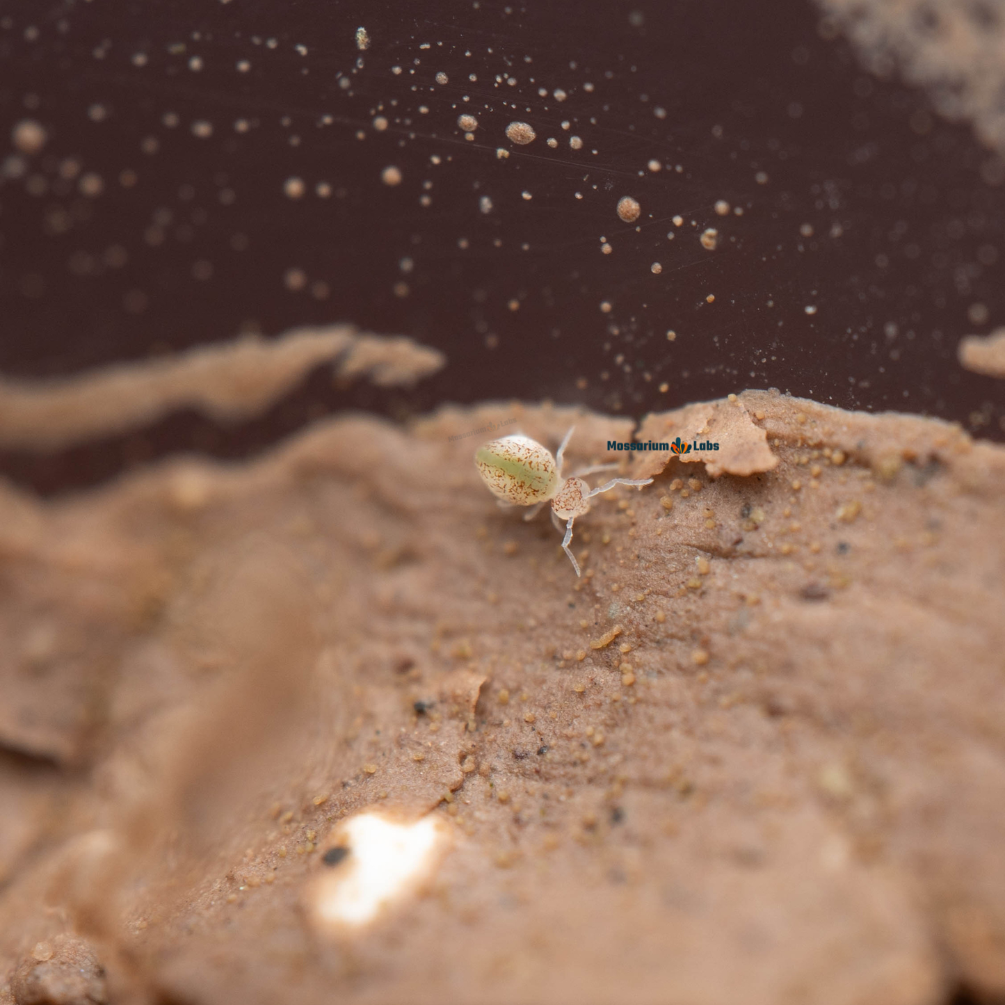 Arrhopalites Caecus Globular Cave Springtails My Store