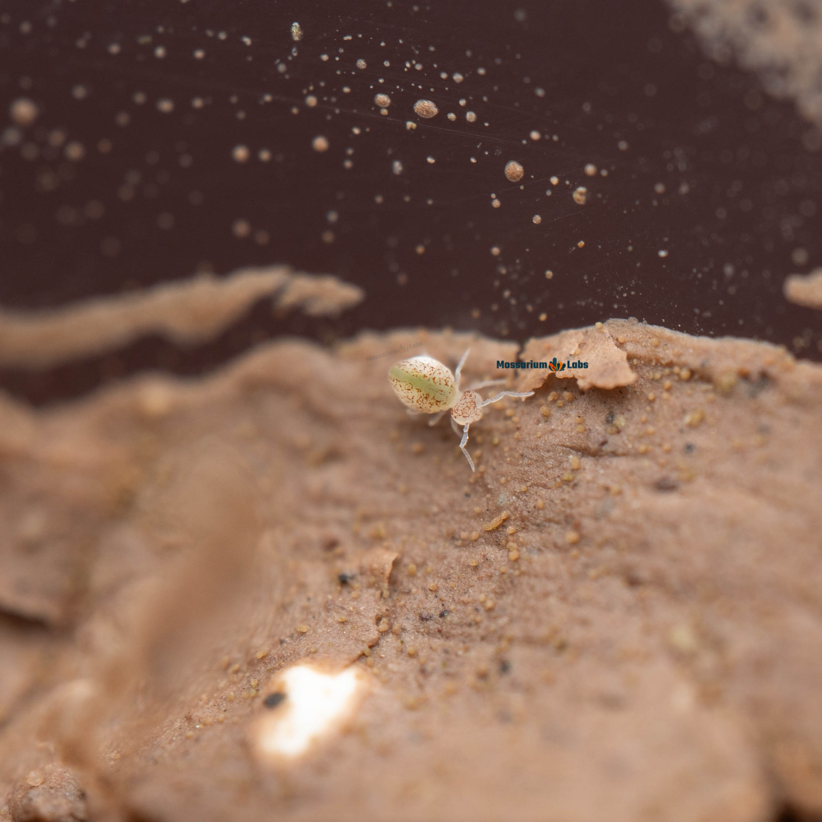 Arrhopalites Caecus Globular Cave Springtails My Store