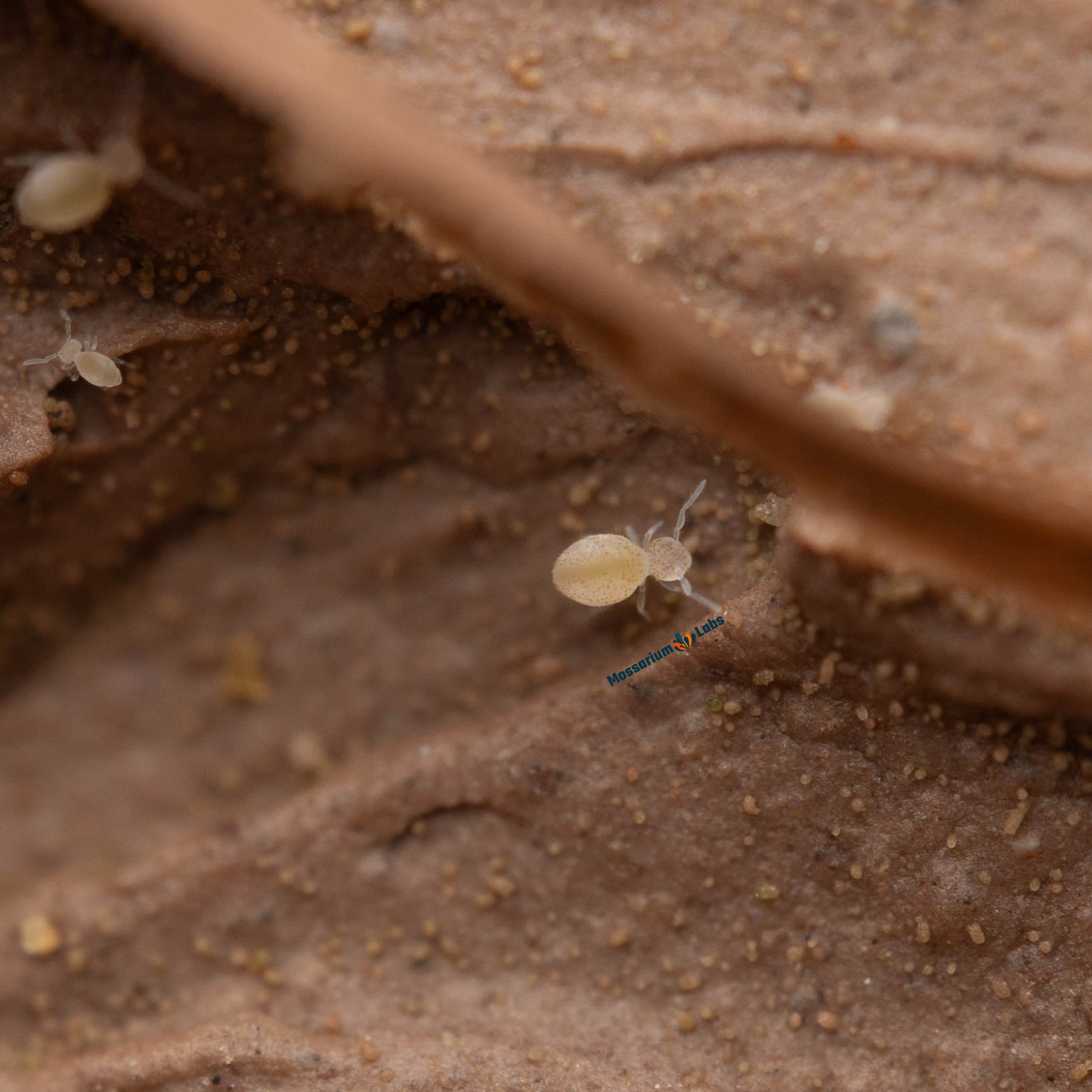 Arrhopalites Caecus Globular Cave Springtails My Store
