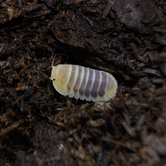 Cubaris Sp. Jupiter Isopods - Mossarium Labs