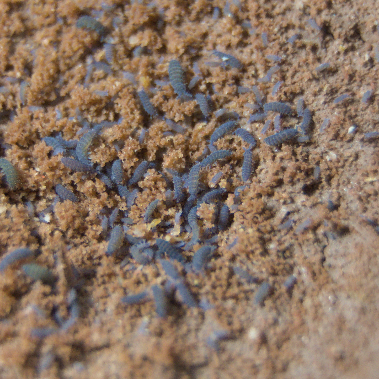 Lilac Springtails Ceratophysella Sp 8oz Clay Culture