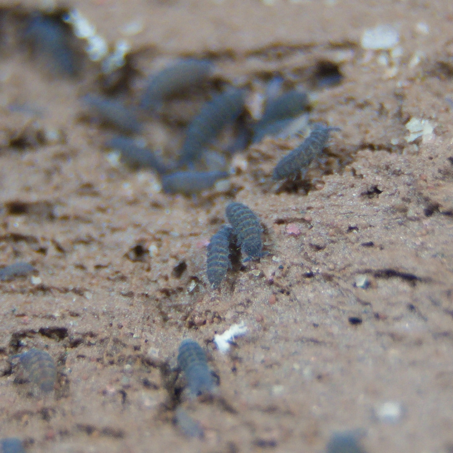 Lilac Springtails Ceratophysella Sp 8oz Clay Culture
