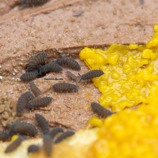 Lilac Springtails Ceratophysella Sp 8oz Clay Culture