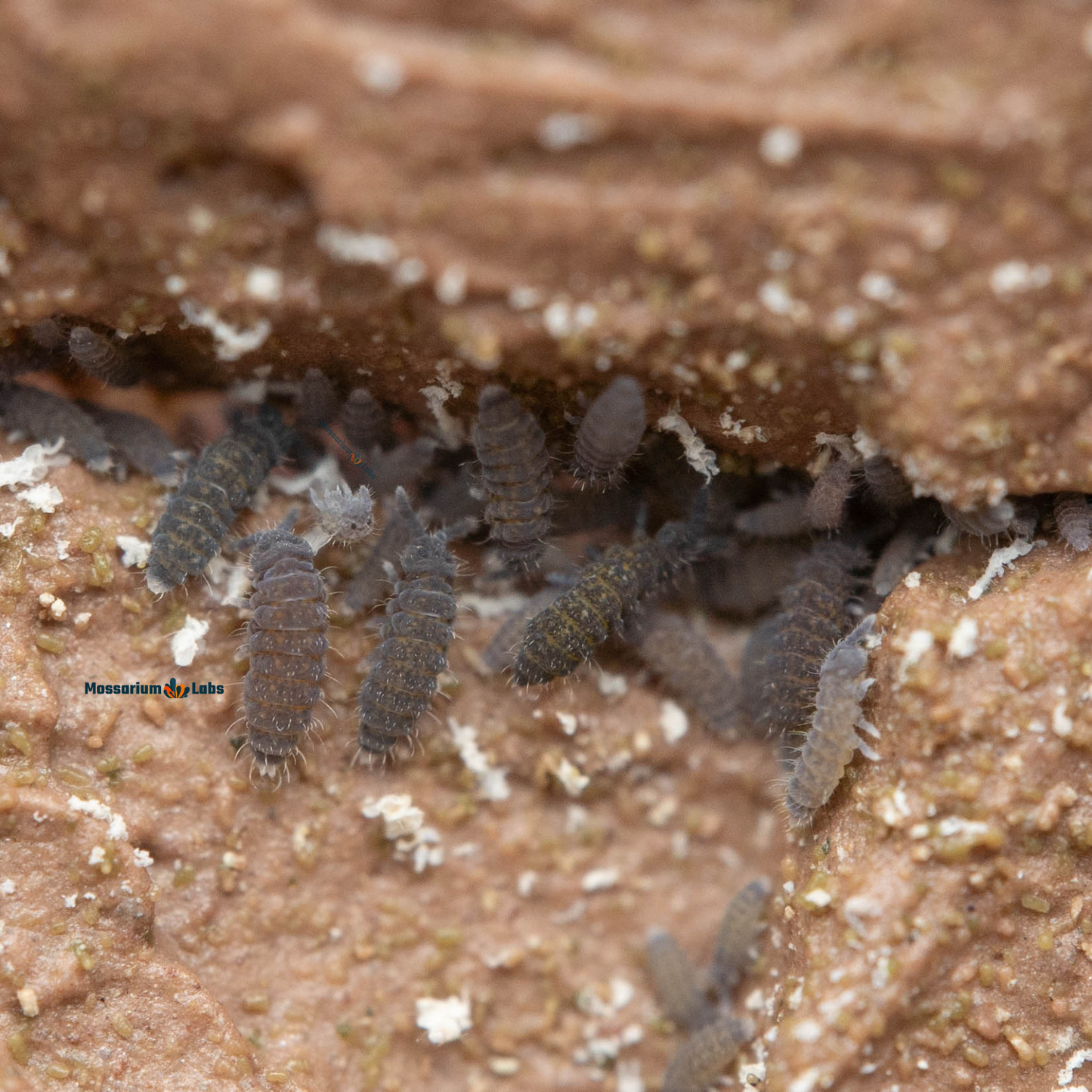 Ceratophysella Isabellae "Lilac" Springtails My Store