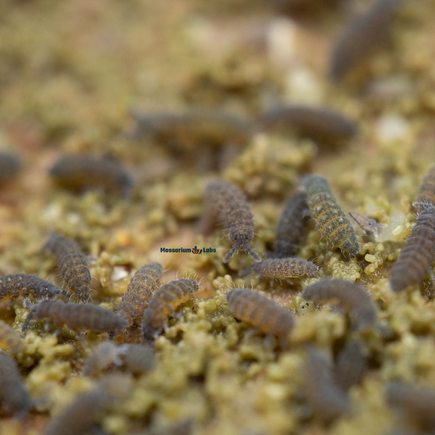 Ceratophysella Isabellae "Lilac" Springtails My Store