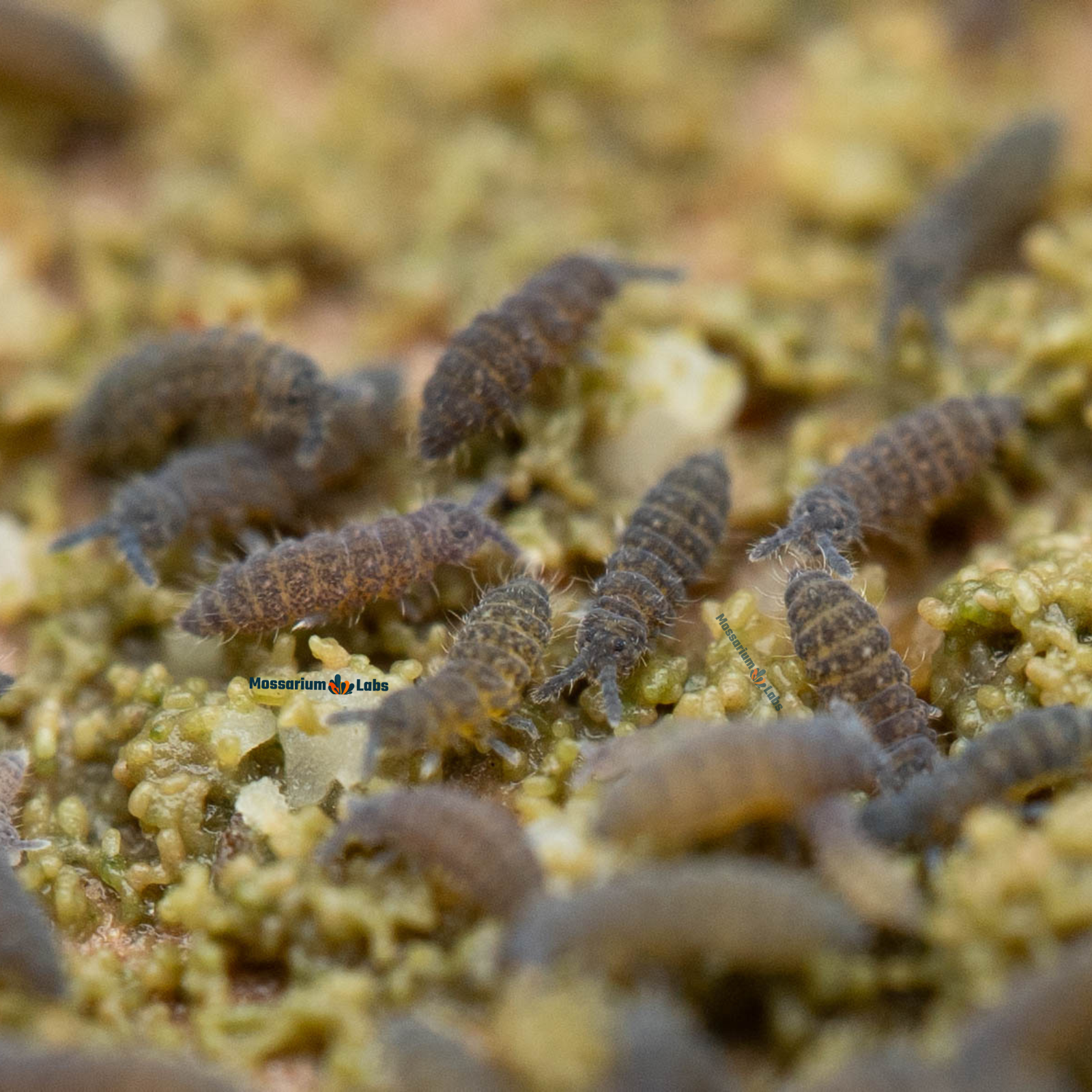 Ceratophysella Isabellae "Lilac" Springtails My Store