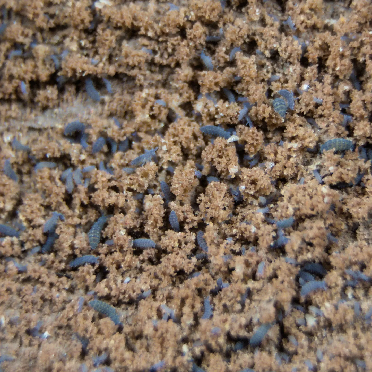 Lilac springtail cluster in a clay culture. 