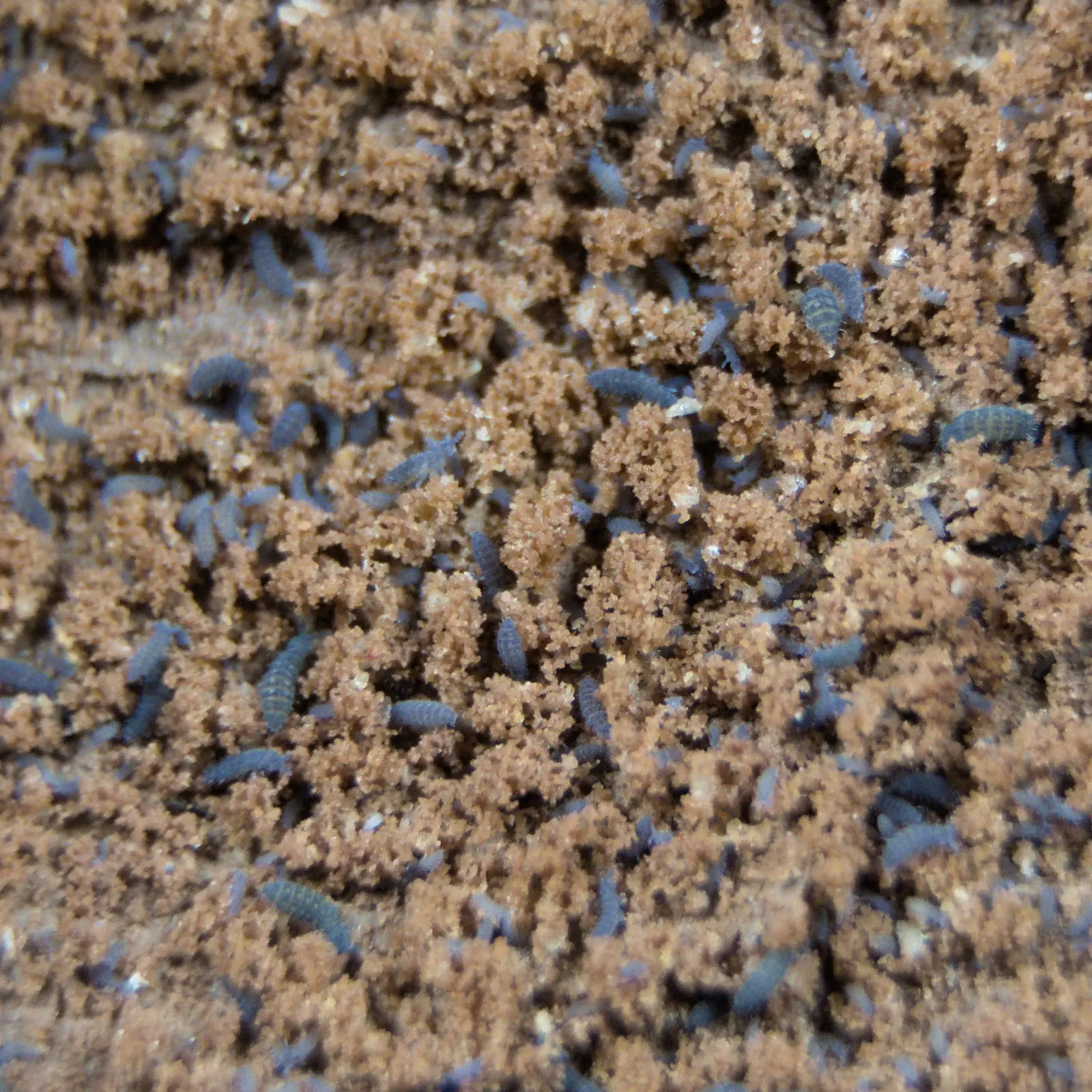 Lilac springtail cluster in a clay culture. 