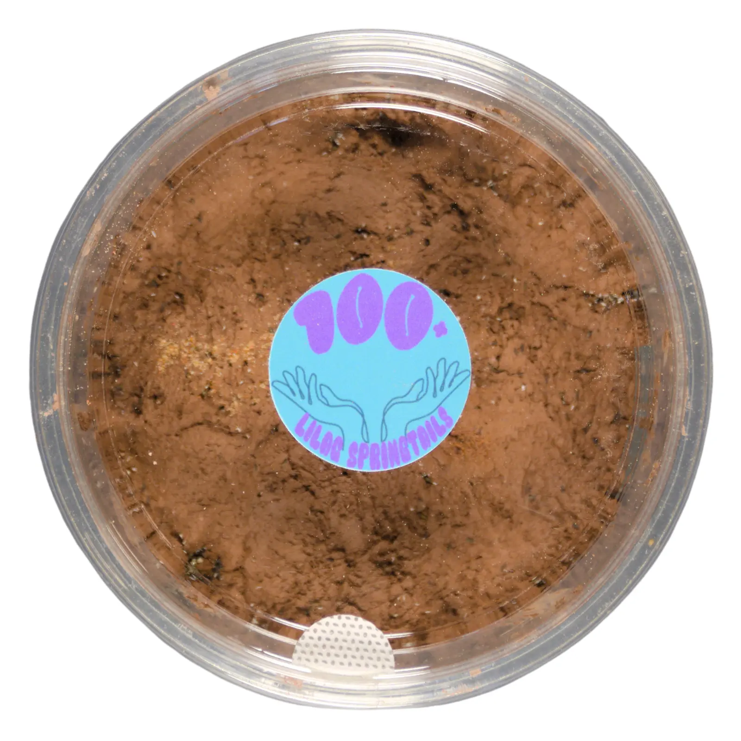 Clay culture of lilac springtails. 