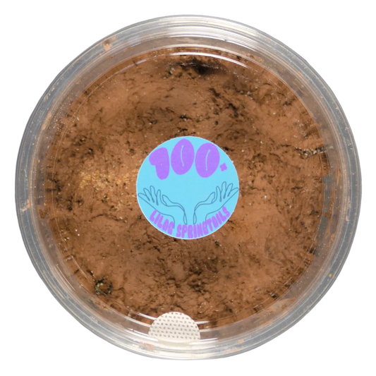 Clay culture of lilac springtails. 