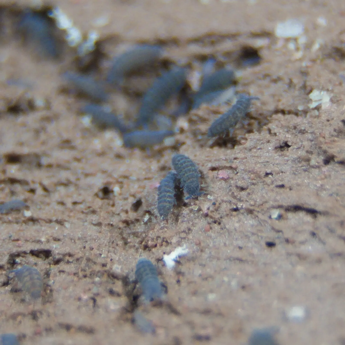 A cluster of lilac springtails on clay media. 