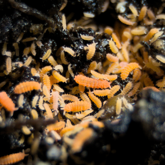 Orange Springtails Yuukianura aphoruroides