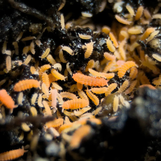 Orange Springtails on soil