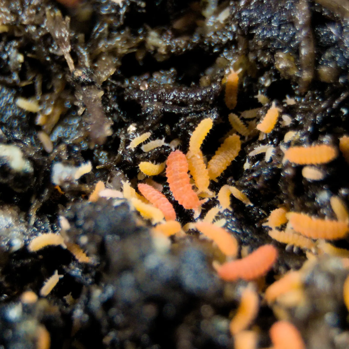 Orange springtails clustered in the soil. 