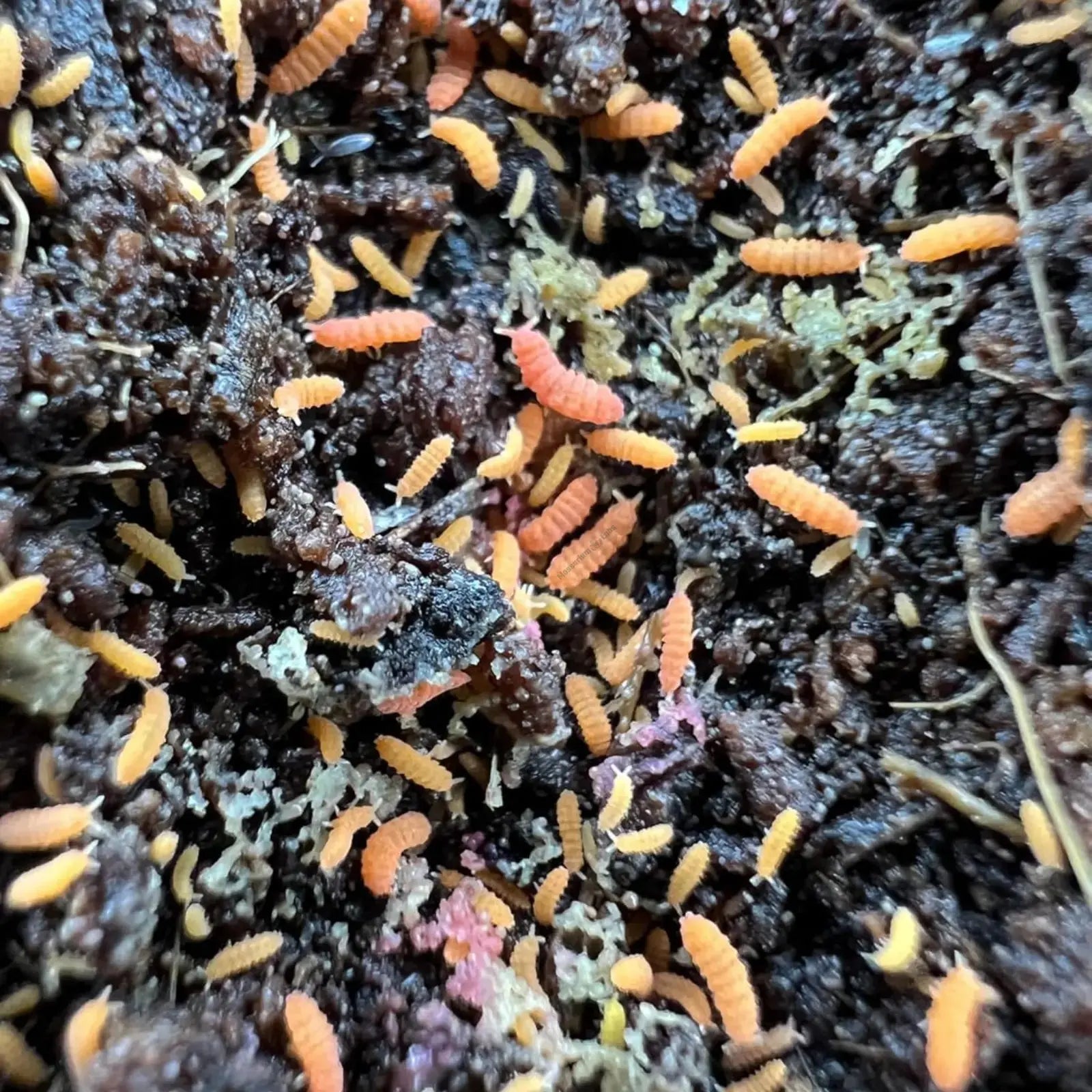 Orange Springtails on soil