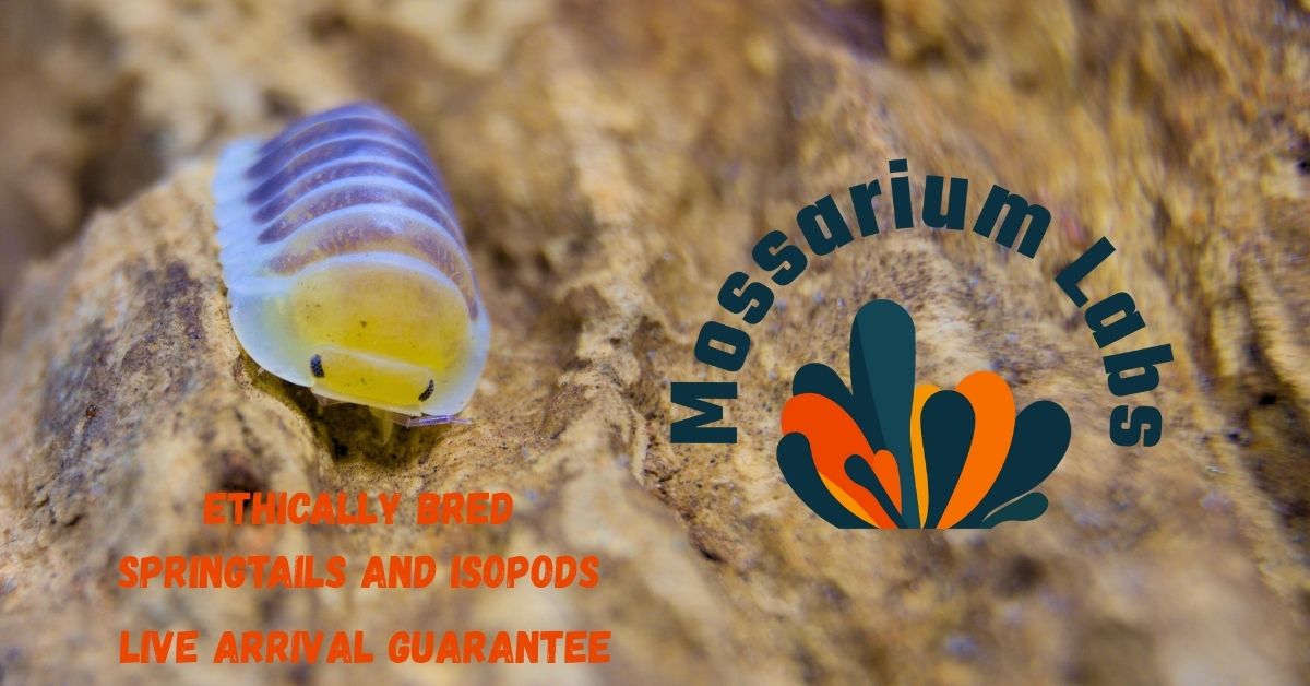 How to Culture Springtails: Step-by-Step Beginner’s Guide at Home ...