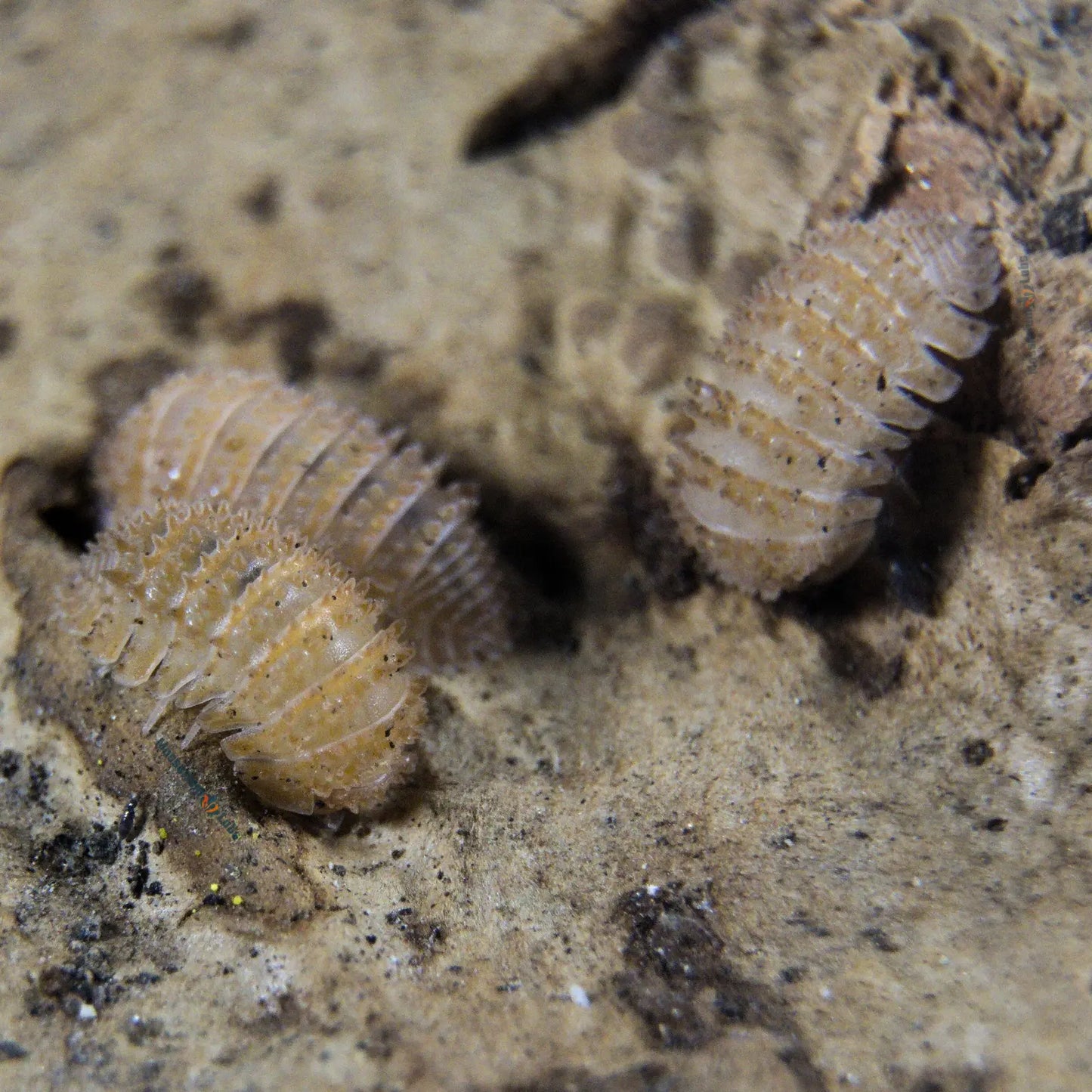 Pineapple Spikey Isopod