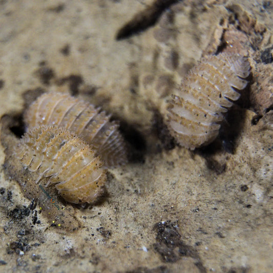 Pineapple Spikey Isopod