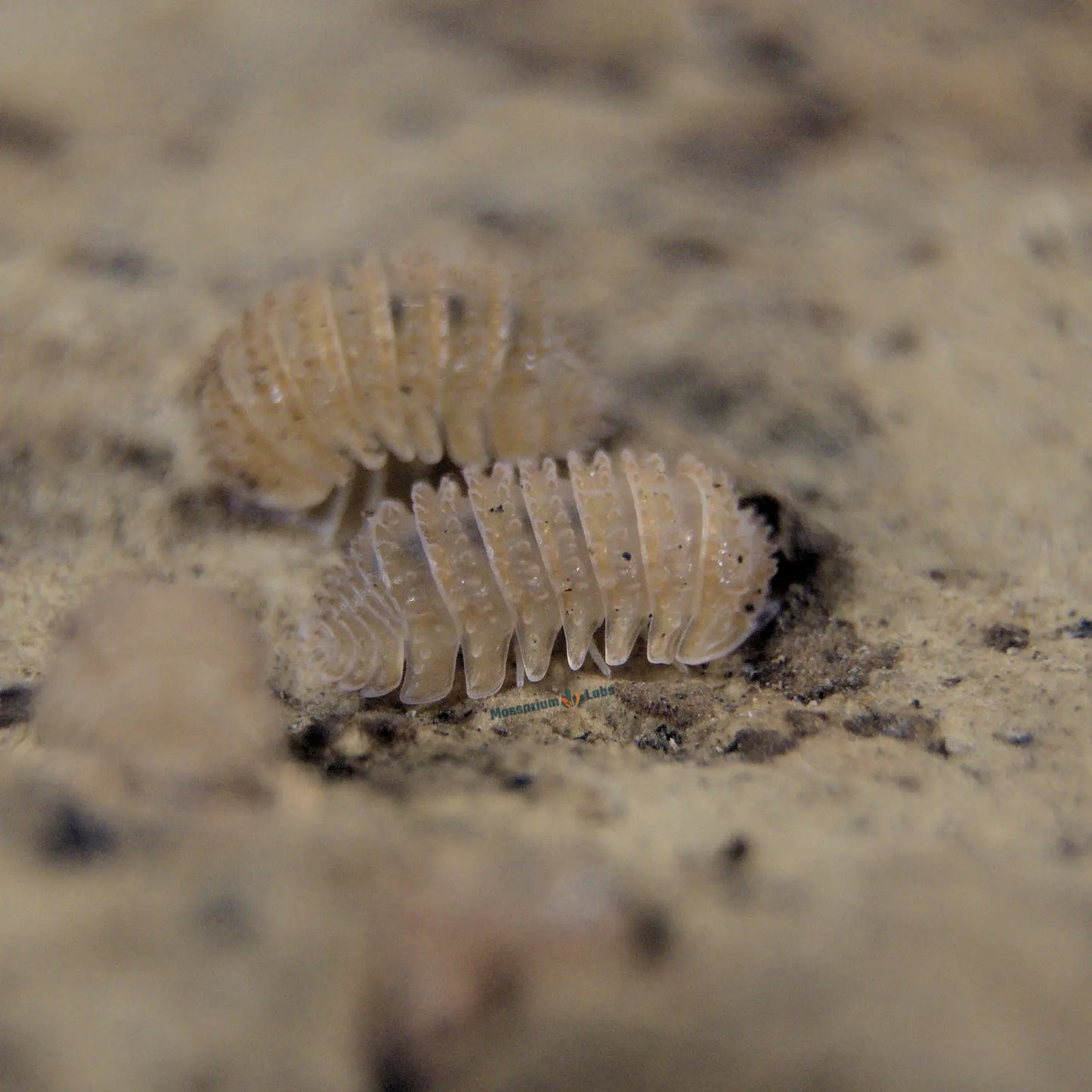 Pineapple Spikey Isopods on wood.