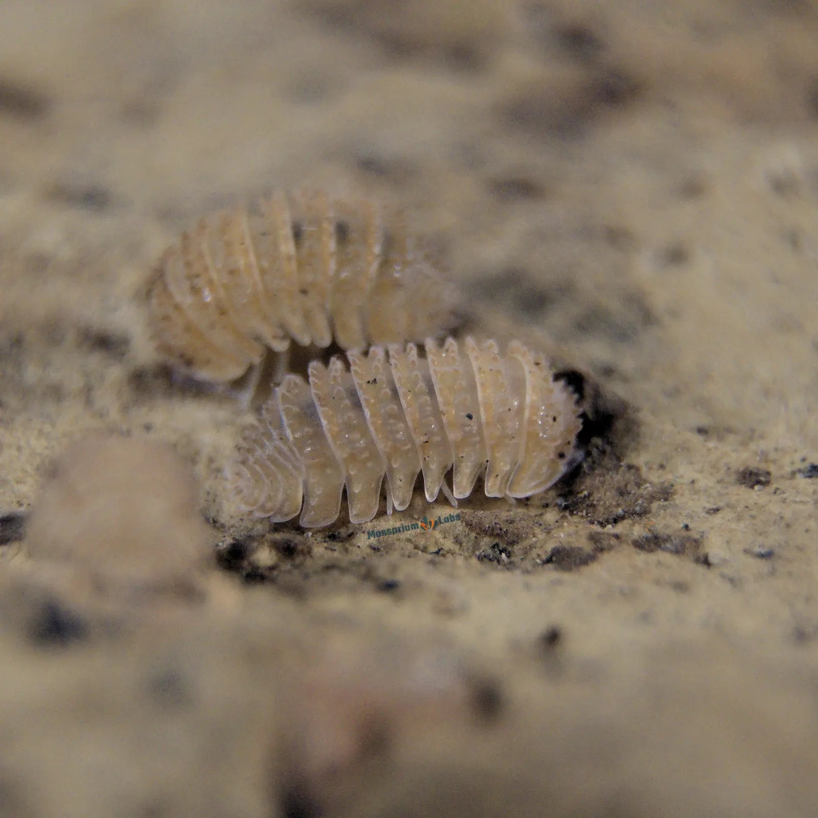 Pineapple Spikey Isopods on wood.
