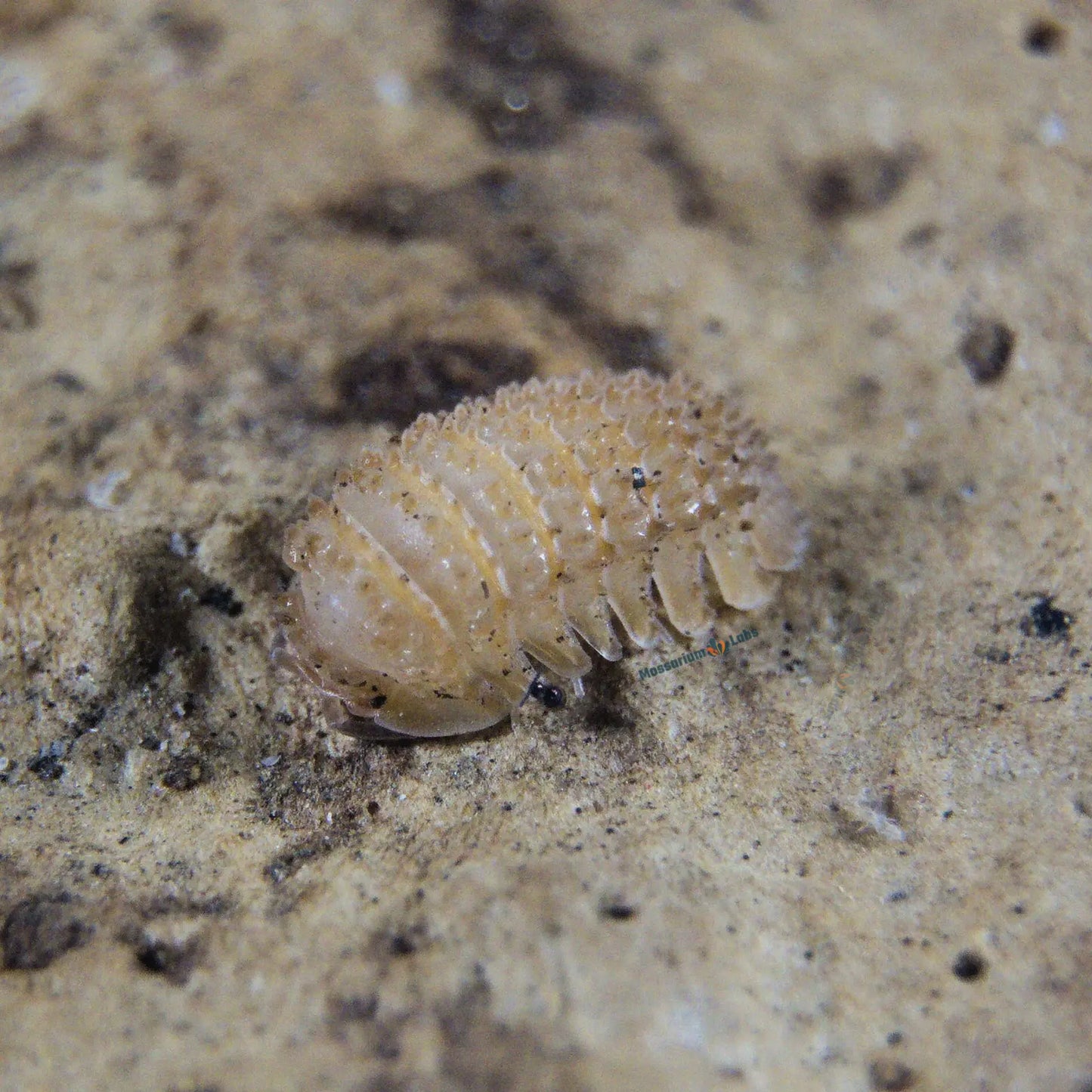 Pineapple Spikey Isopod on wood.
