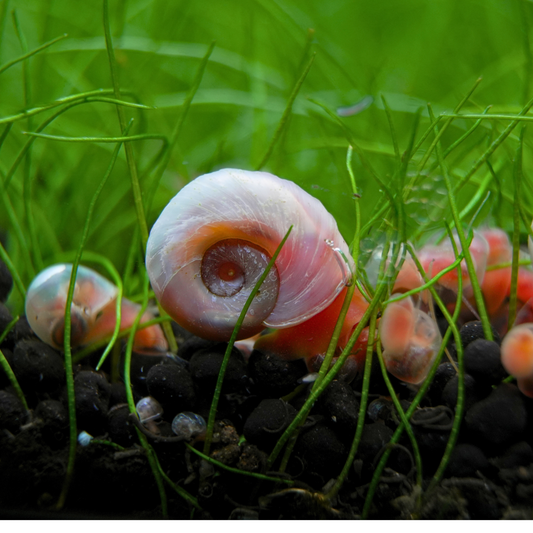 Pink Cherry Blossom Ramshorn Freshwater Snails