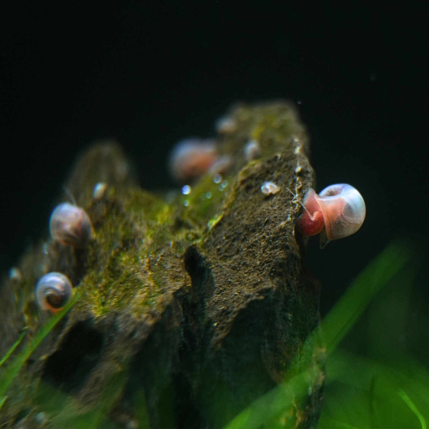 Pink Cherry Blossom Ramshorn Freshwater Snails