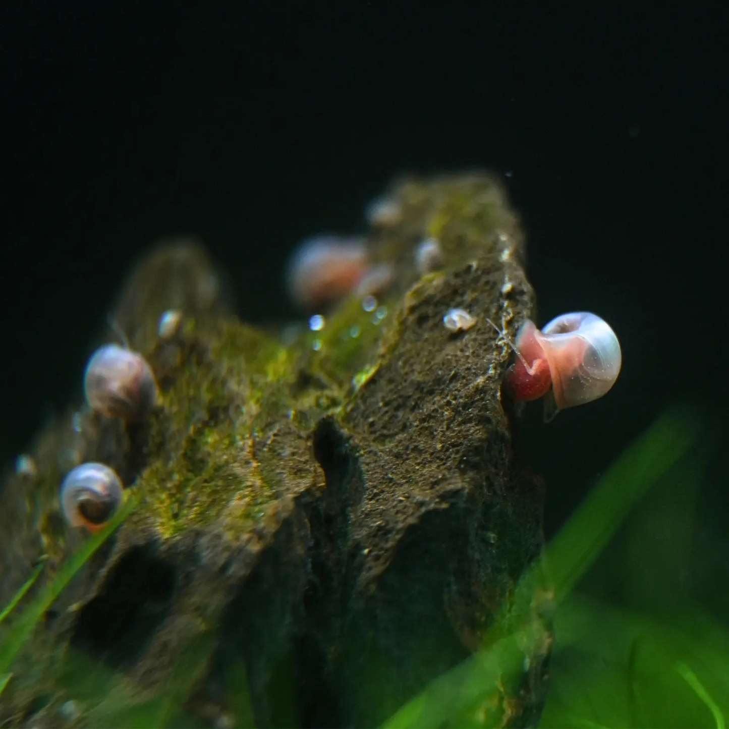 Pink ramshorn snails on rocks. 