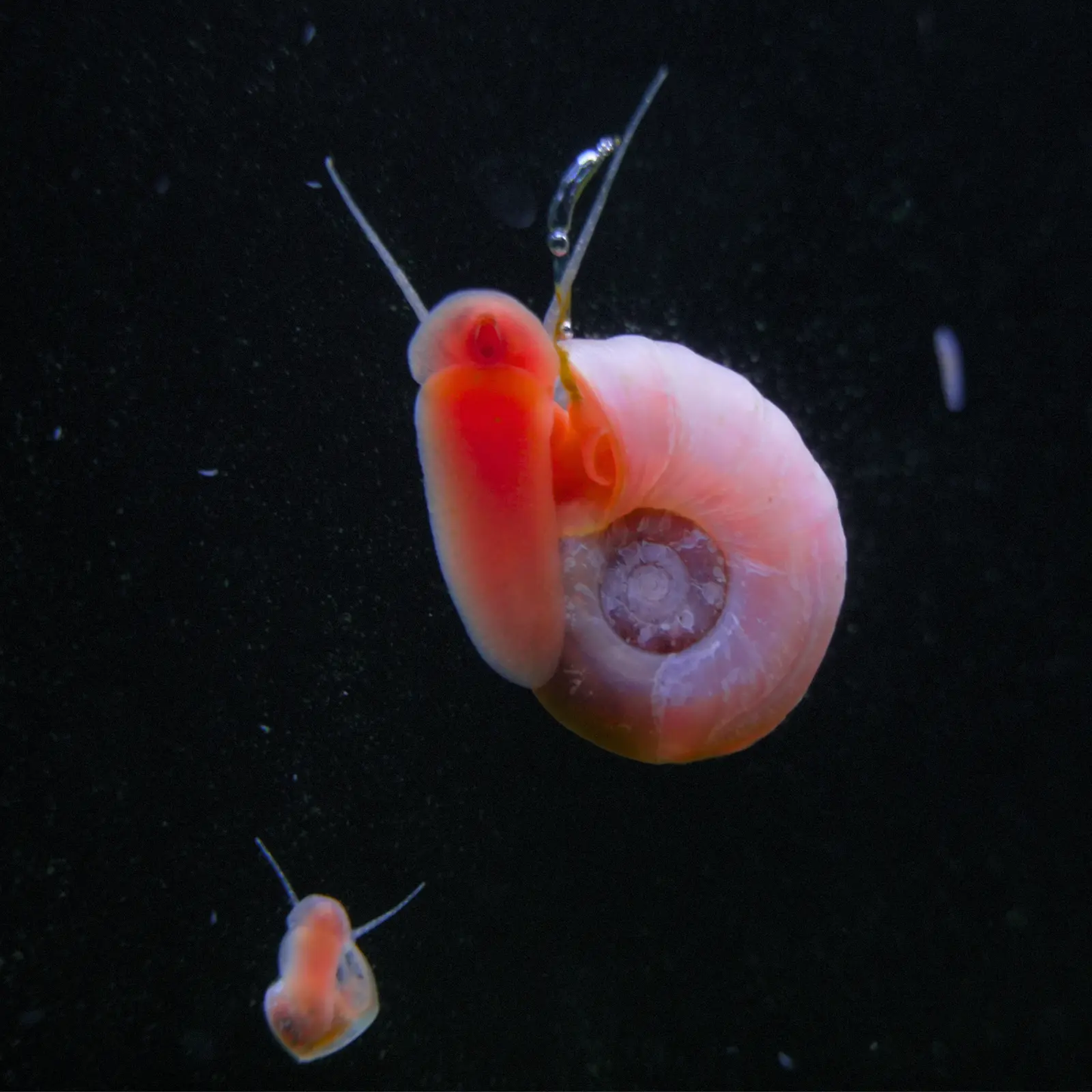 pink ramshorn snails on a black background.
