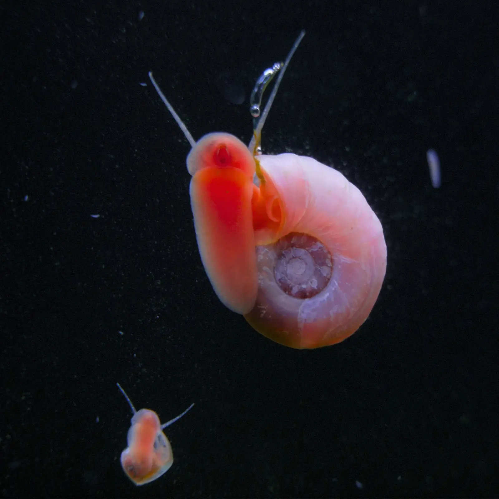 pink ramshorn snails on a black background.