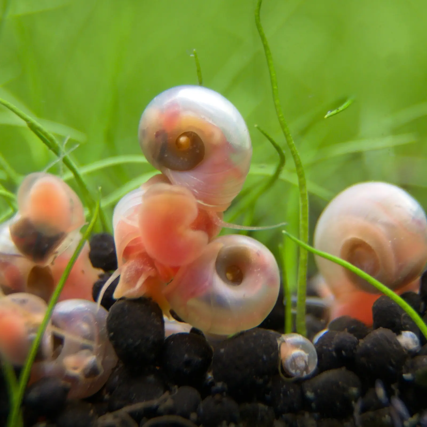 Pink Ramshorn snails in grass.