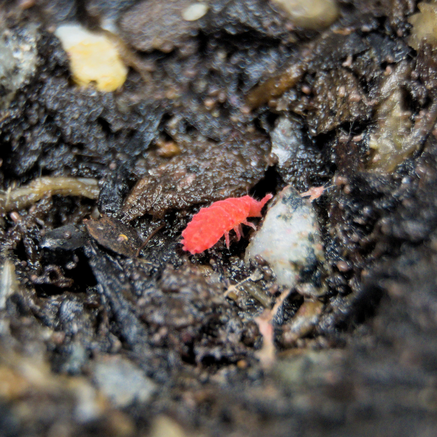 Thai Red Springtails