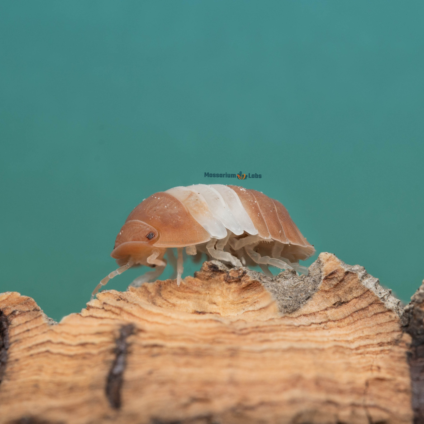 Cubaris sp. Red Panda King Isopods Mossarium Labs