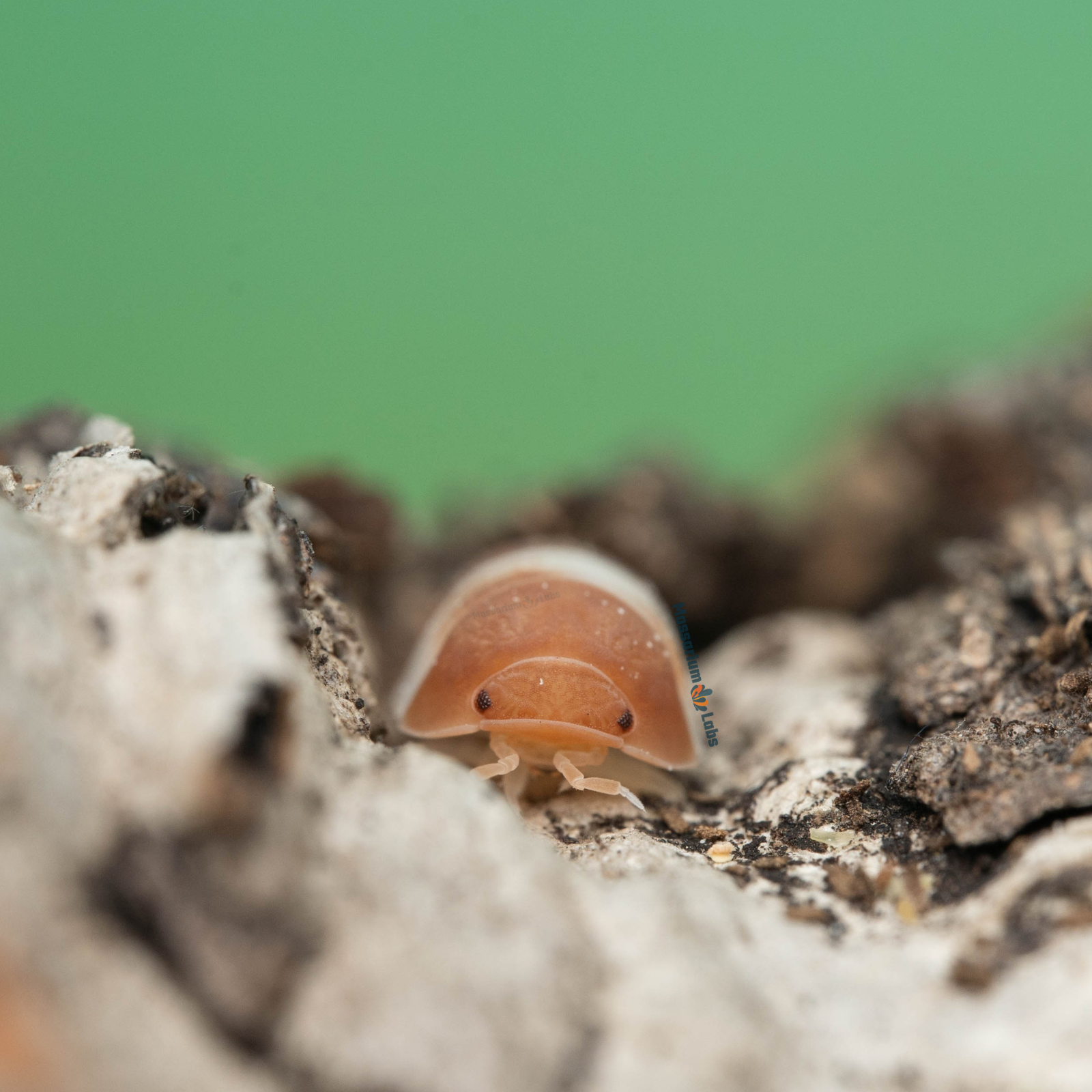 Cubaris sp. Red Panda King Isopods Mossarium Labs