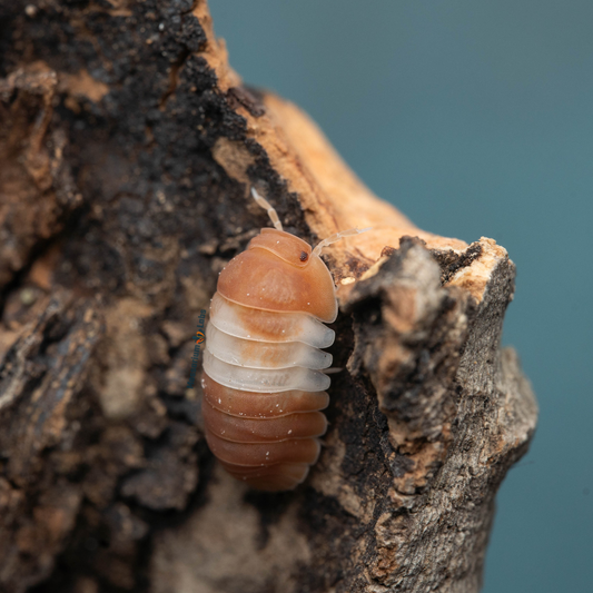 Cubaris Sp. Red Panda King Isopods