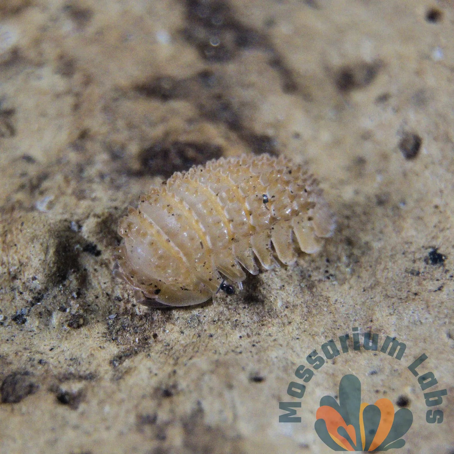 Cristarmadillidium Muricatum Spiky Pineapple Isopods Mossarium Labs