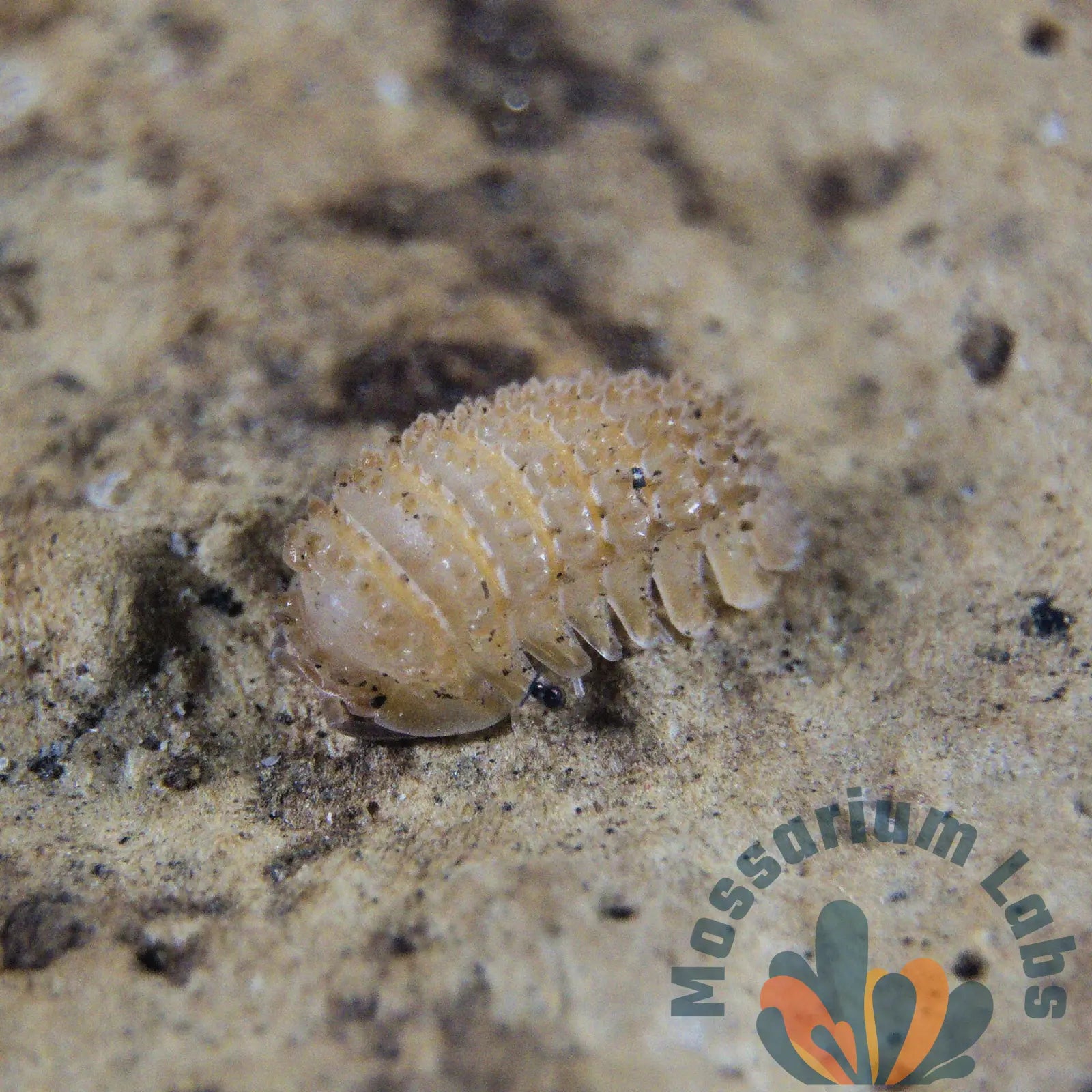 Cristarmadillidium Muricatum Spiky Pineapple Isopods Mossarium Labs
